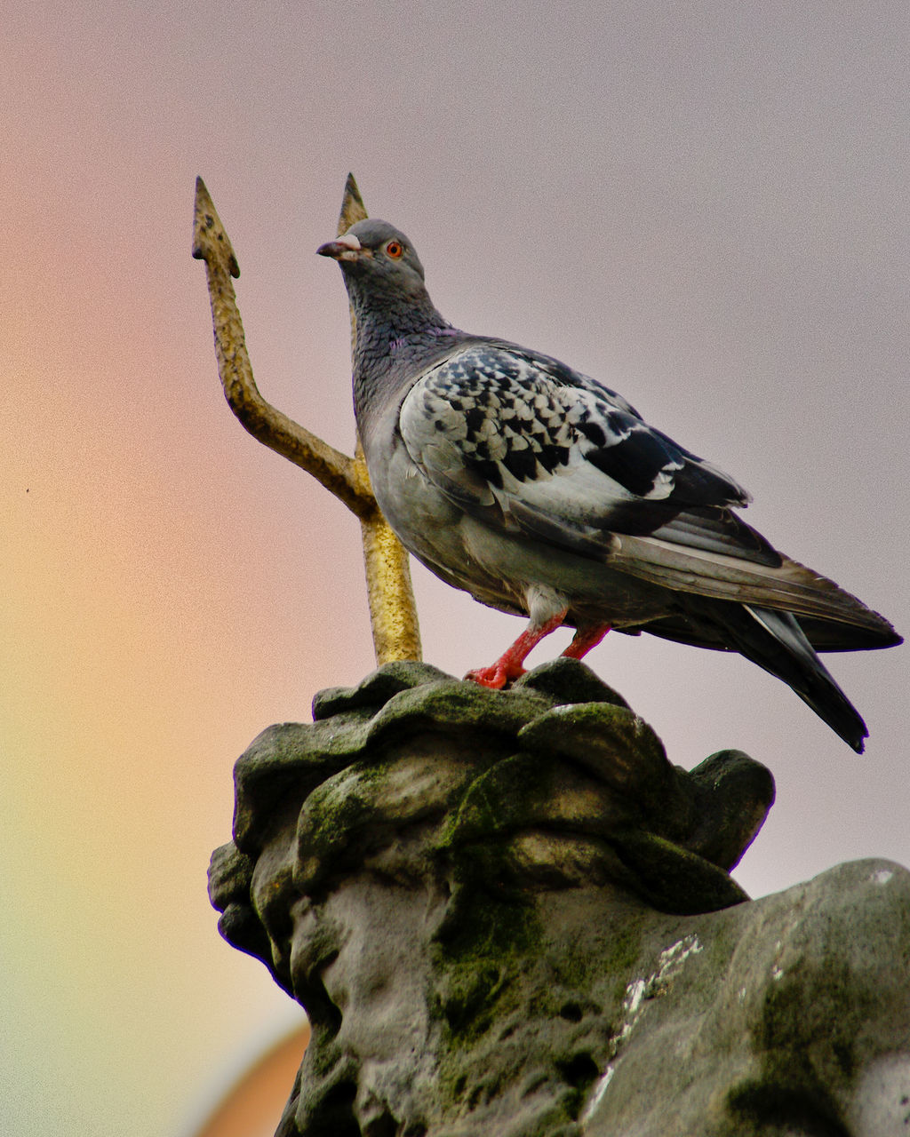 BIRD PERCHING ON A WALL