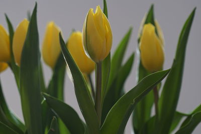 Close-up of yellow flowers