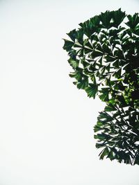 Low angle view of plant against clear sky