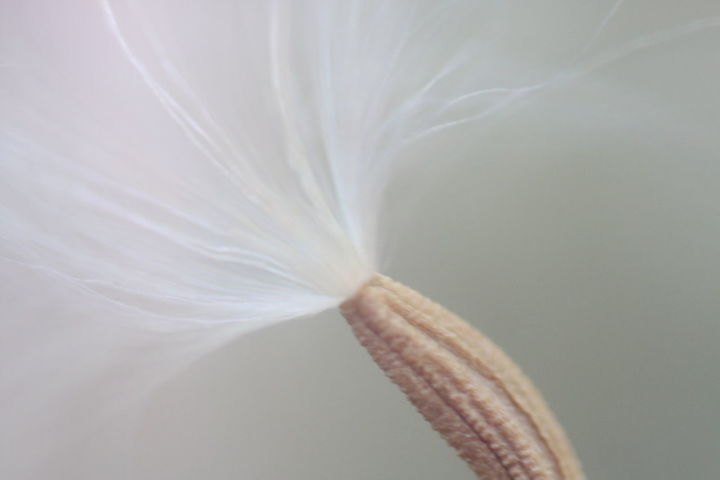 CLOSE-UP VIEW OF FLOWER