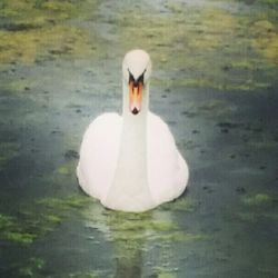 Birds in calm water