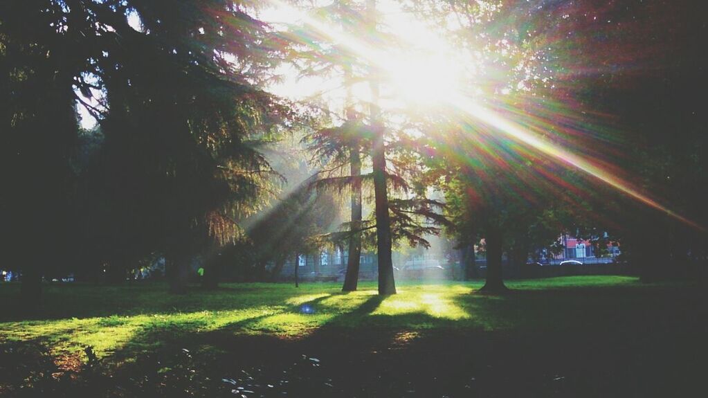 sun, tree, sunbeam, sunlight, lens flare, growth, sunny, tranquility, nature, shadow, bright, tranquil scene, grass, back lit, tree trunk, beauty in nature, outdoors, no people, day, branch