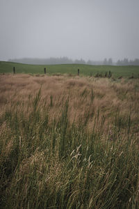 Scenic view of field against clear sky