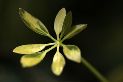 Close-up of plant against black background