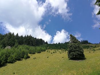 Panoramic view of trees on field against sky