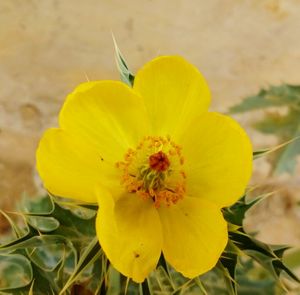 Close-up of insect on yellow flower