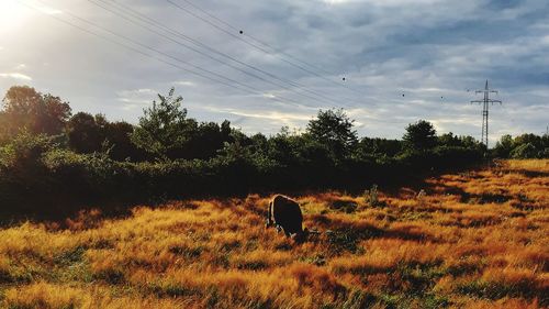 View of horse grazing on field against sky