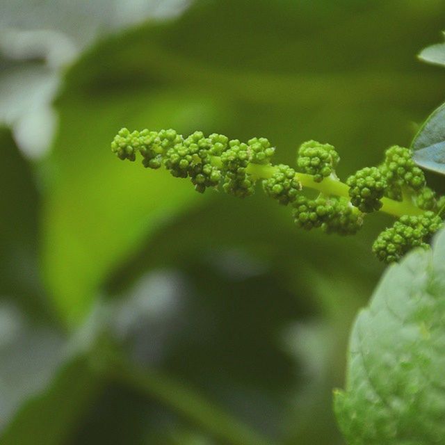 growth, freshness, close-up, green color, plant, leaf, focus on foreground, nature, flower, selective focus, beauty in nature, bud, fragility, new life, growing, day, stem, no people, outdoors, green