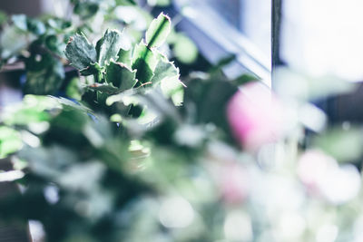 Close-up of fresh green tree