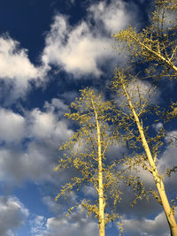 Low angle view of tree against sky