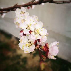 Close-up of pink flowers on branch