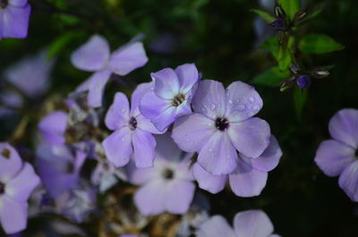 Close-up of purple flowering plants