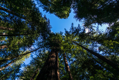 Low angle view of trees in forest