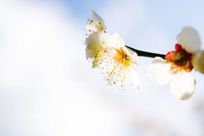 Close-up of white flowers