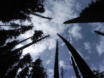 Low angle view of tree against cloudy sky