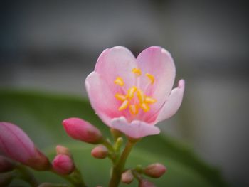 Close-up of pink flower