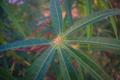 High angle view of plant growing on field