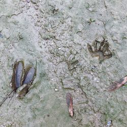 High angle view of dead fish on rock