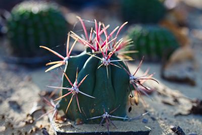 Close-up of cactus plant growing on field