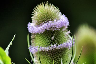 Close-up of thistle growing outdoors