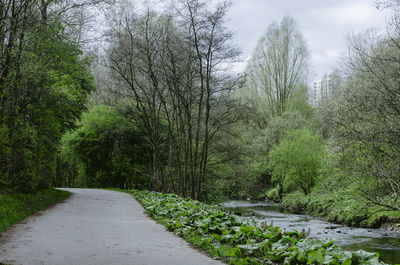 Road amidst trees in forest