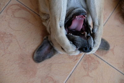 High angle view of a dog