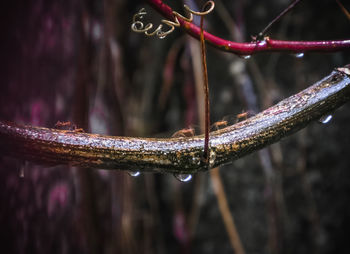Close-up of water drops on twig