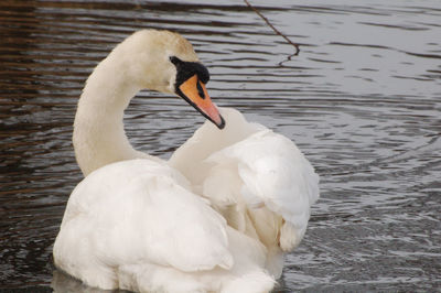 Swan floating on lake