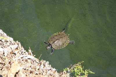 High angle view of turtle in lake