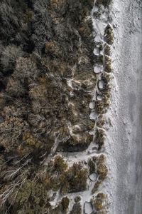 High angle view of trees in forest during winter