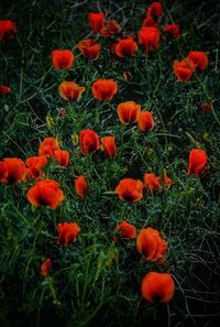 Close-up of poppy flowers blooming on field