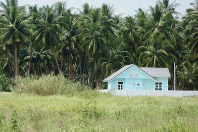 House and palm trees on field