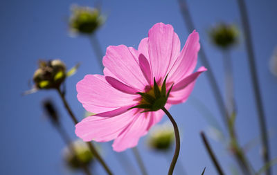 Close-up of pink cosmos flower