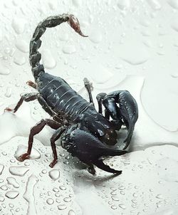 scorpion