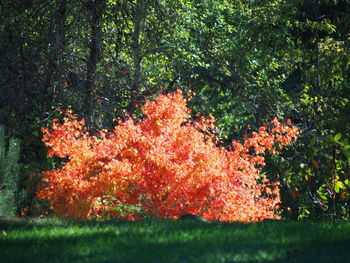 Close-up of plants against trees