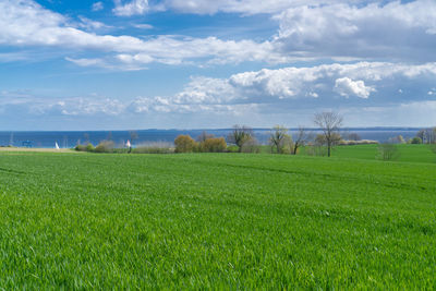 Scenic view of agricultural field against sky