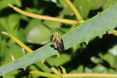 Close-up of insect on leaf