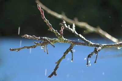 Close-up of snow on branch