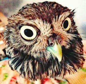 Close-up portrait of owl