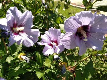 Close-up of purple flowers blooming outdoors