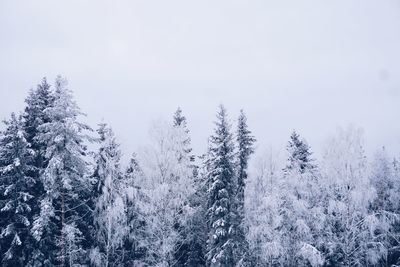 Snow covered trees in forest against sky