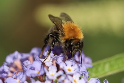 Close-up of honey bee on purple flower