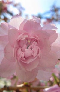 Close-up of pink cherry blossoms