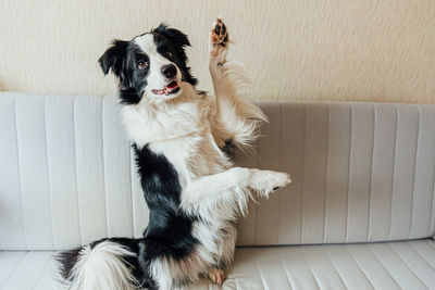 Portrait of dog sitting on sofa at home