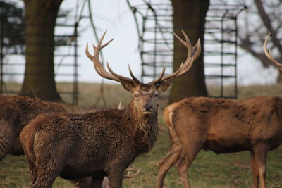 Deer in a field