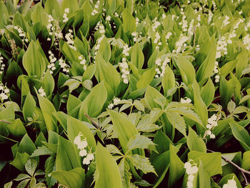 Full frame shot of plants growing on land