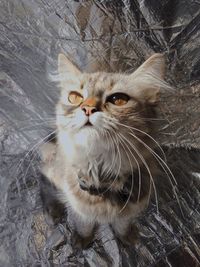 Close-up portrait of cat