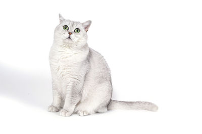 Portrait of tabby cat against white background
