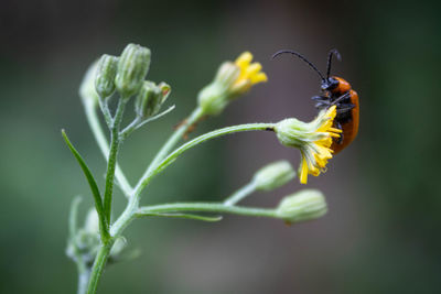 Close-up of insect on flower