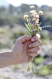 Close-up of hand holding plant at field